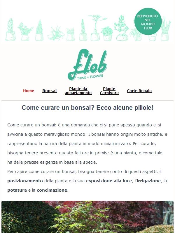 Stai per scegliere il tuo primo bonsai?