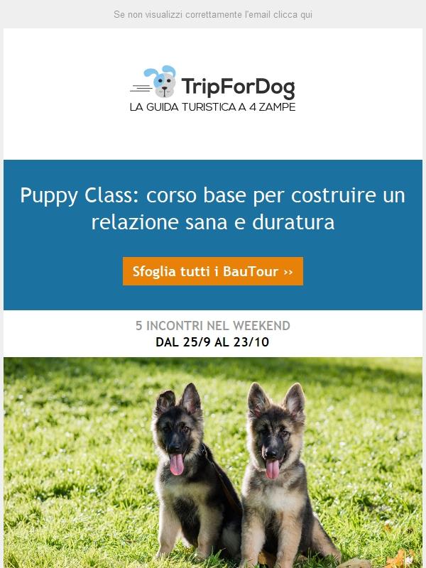 Puppy Class: corso base cuccioli 🐾🐾per costruire un relazione sana e duratura
