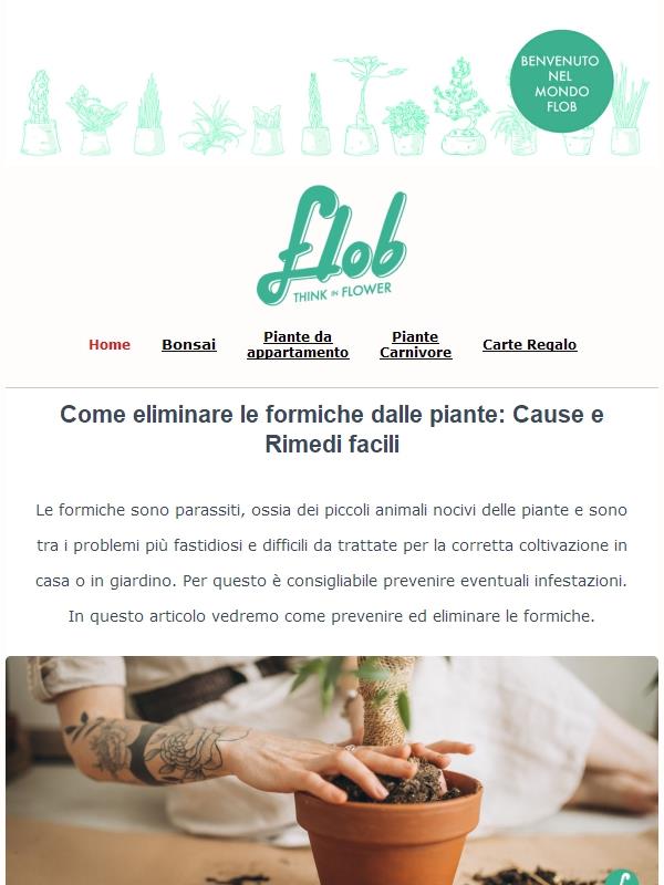 Hai mai avuto problemi con le formiche in casa?