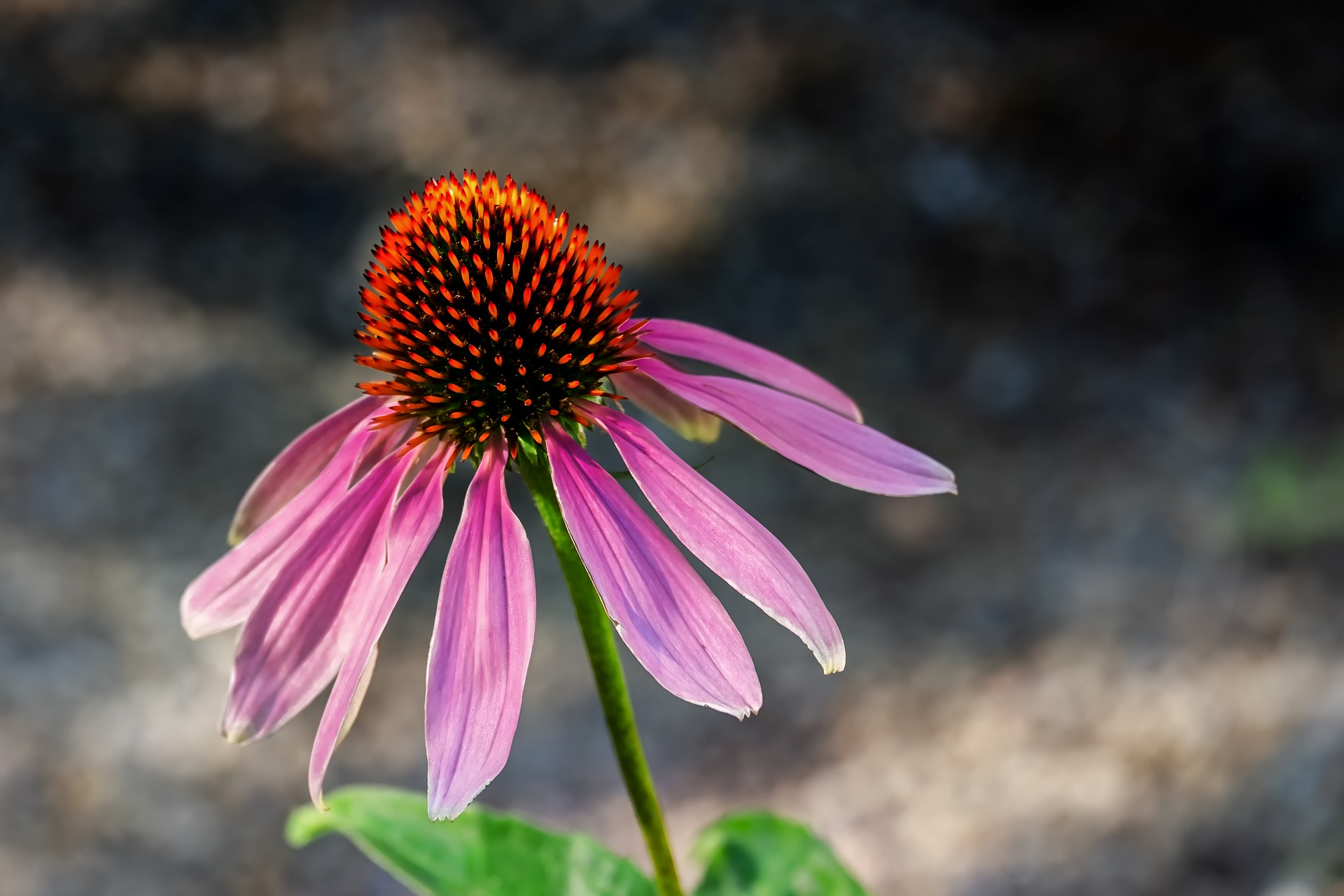 ECHINACEA