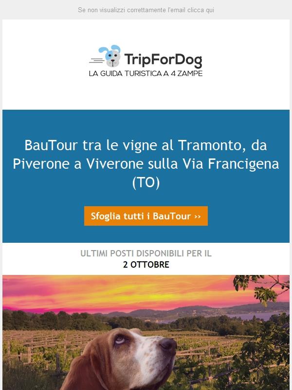 BauTour 🐾🐾 tra le vigne al Tramonto, da Piverone a Viverone sulla Via Francigena (TO)