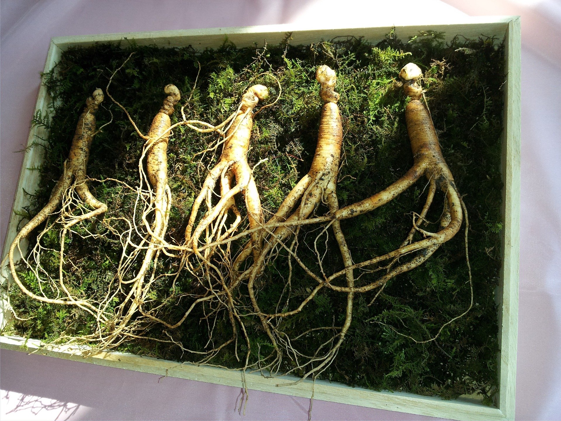 GINSENG