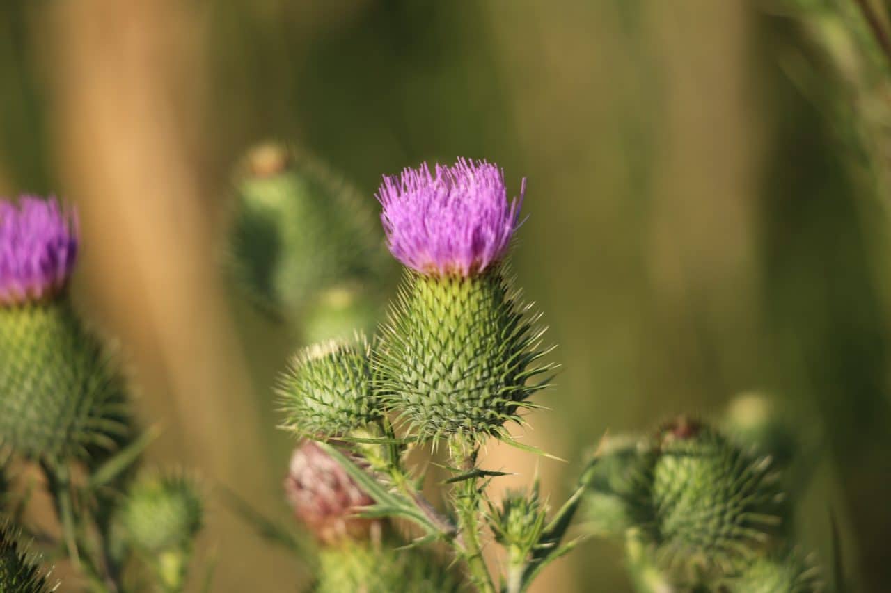 DEPURARE IL FEGATO CON PIANTE OFFICINALI E RIMEDI NATURALI