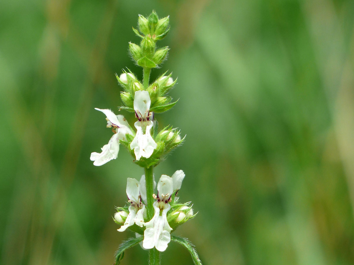 ERBA CATIORA'