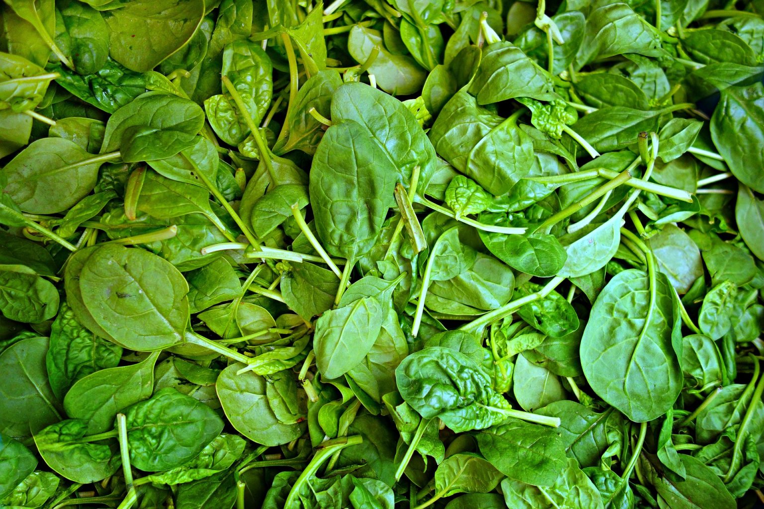 PIANTE E ALIMENTI RICCHI DI FERRO