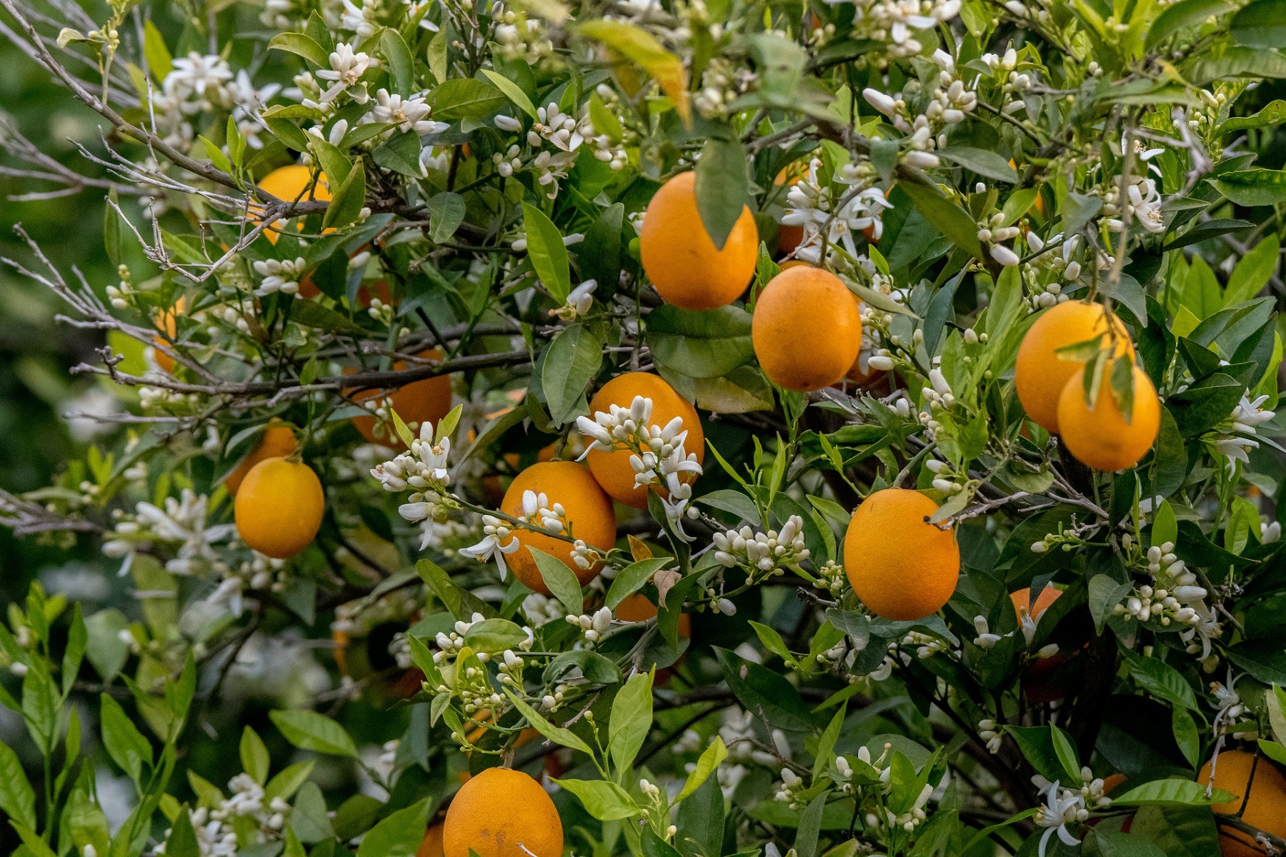 ARANCIO