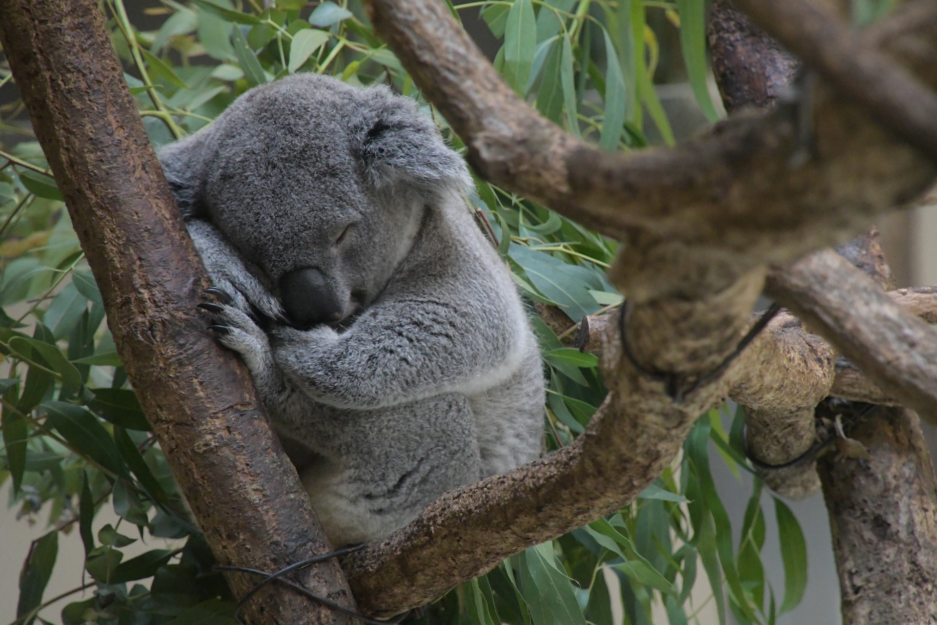koala eucalipto