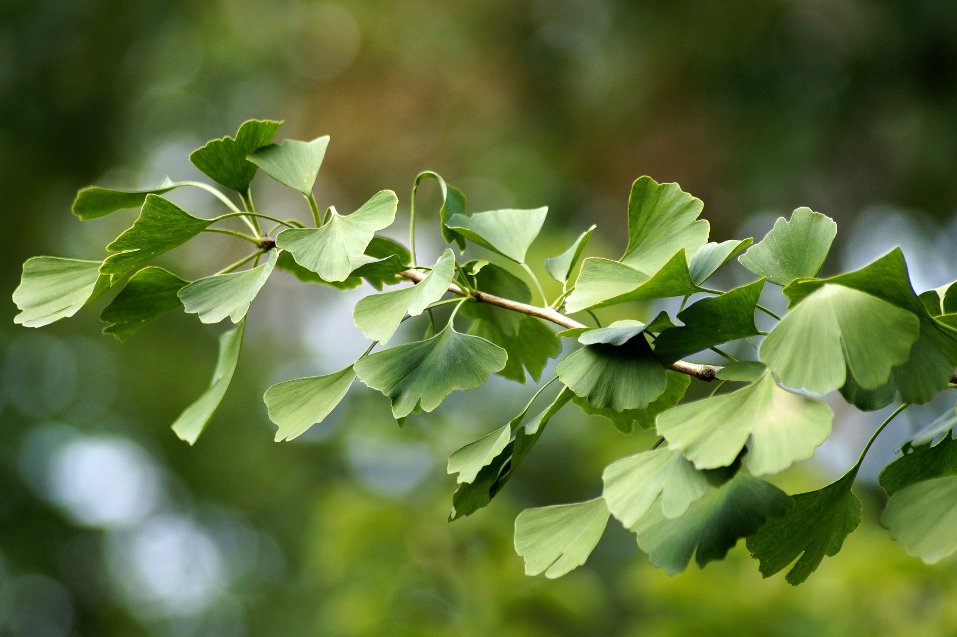 GINKGO