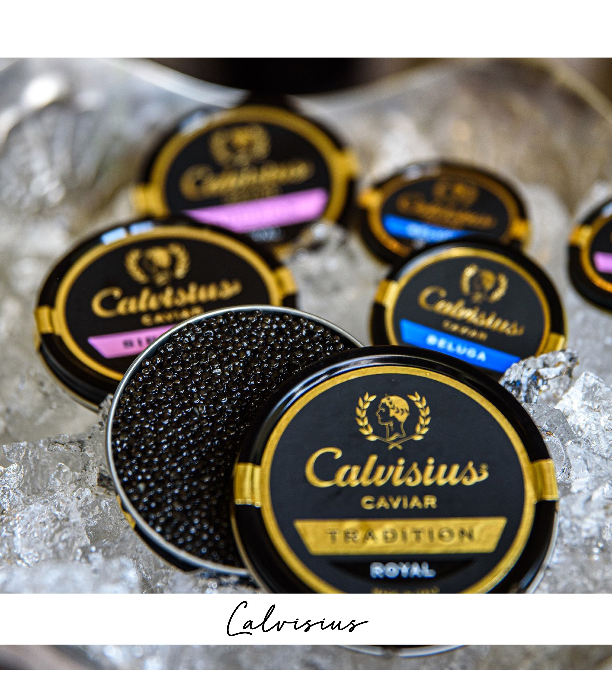 Calvisius
