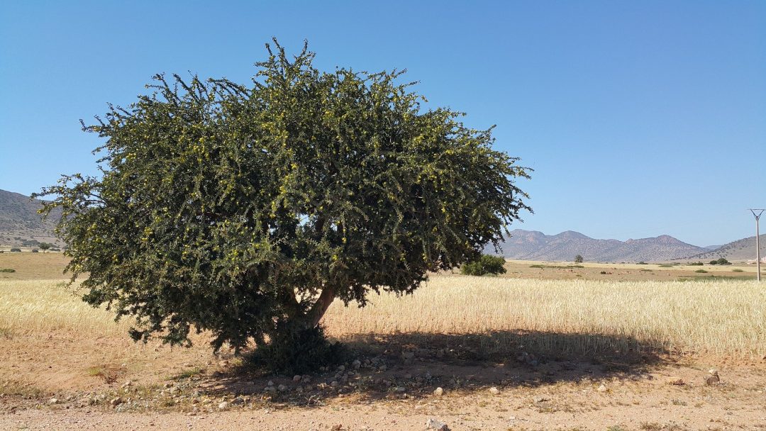 OLIO DI ARGAN PER LA PELLE: PROPRIETÀ E BENEFICI