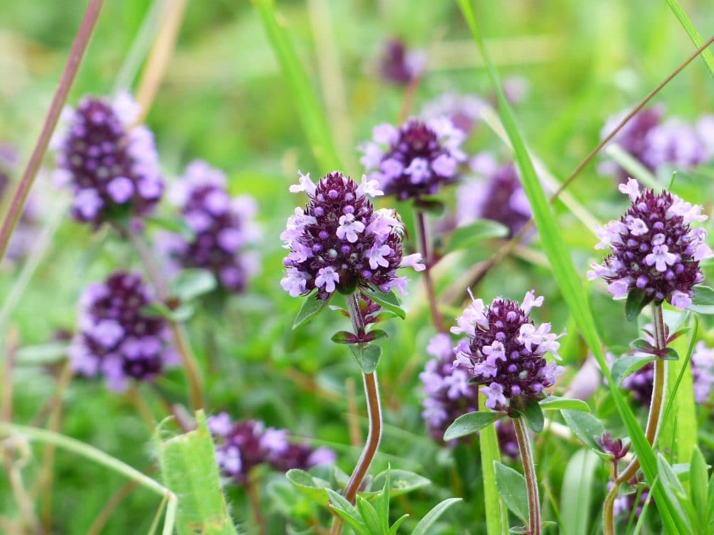 OLIO ESSENZIALE DI TIMO, BALSAMICO NATURALE PER NASO CHIUSO