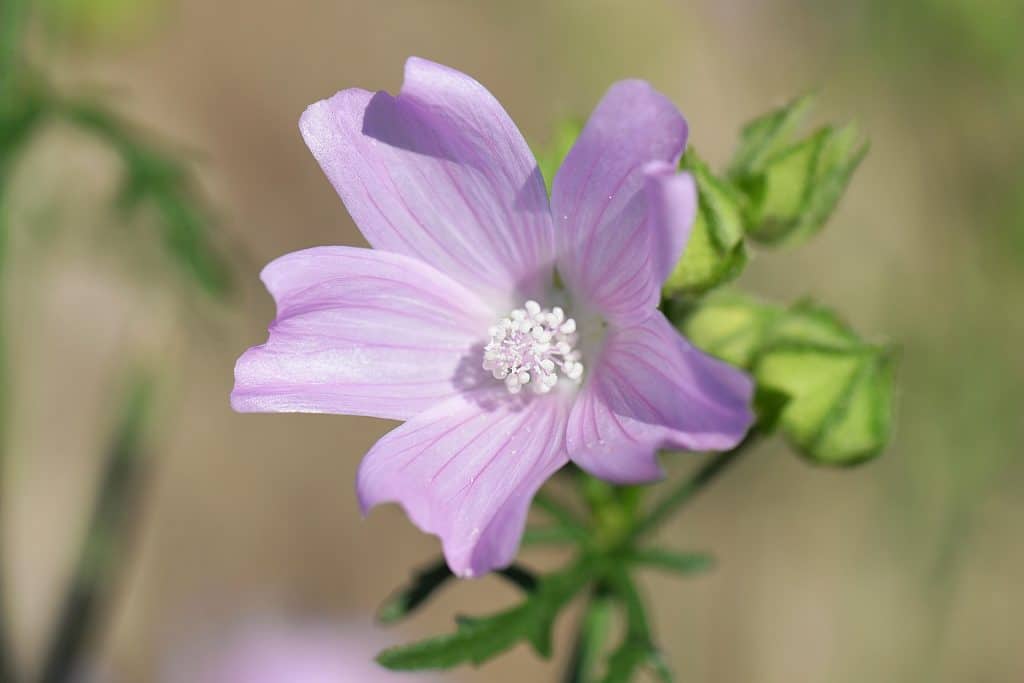 PRODOTTI E RIMEDI NATURALI PER EMORROIDI