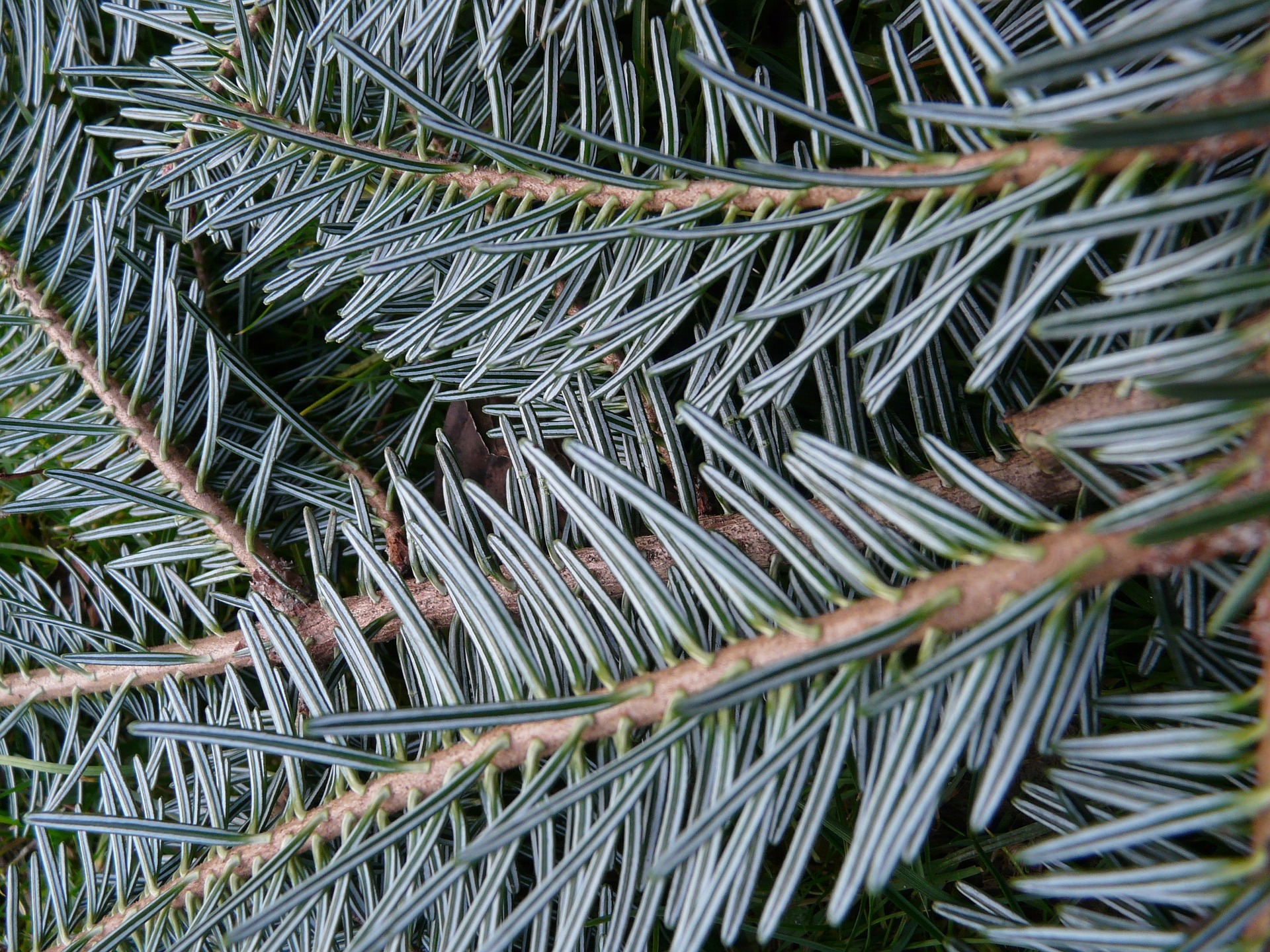 ABETE BIANCO