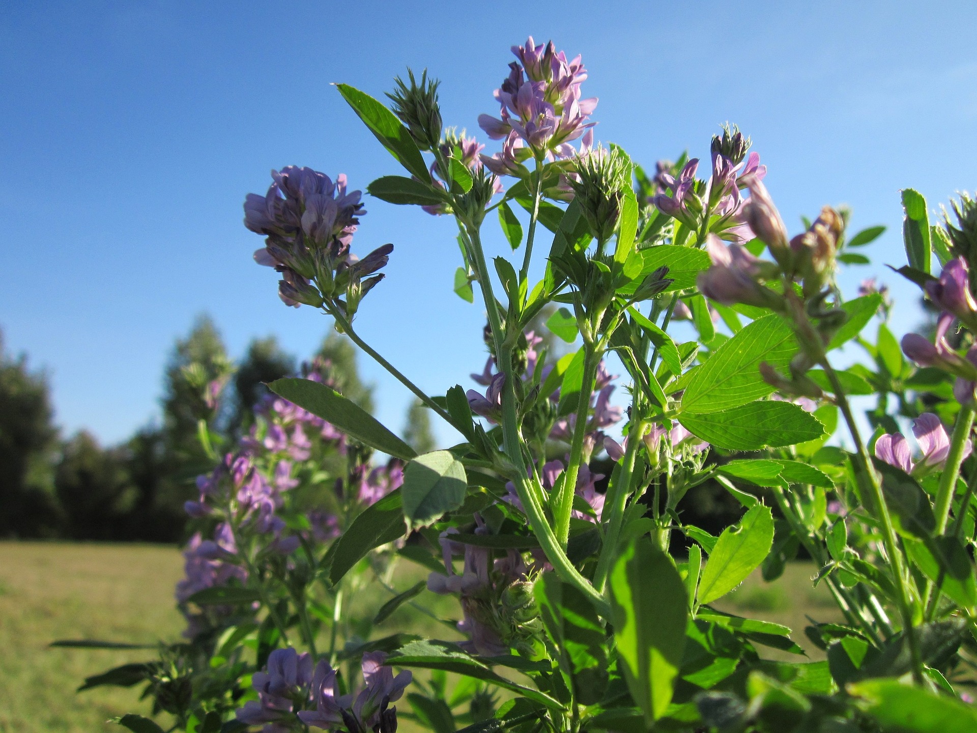 ERBA MEDICA