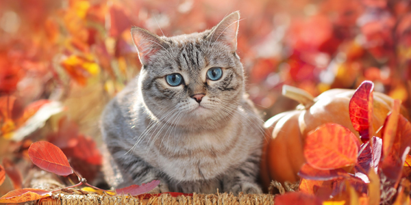 -20% di Sconto su Tutto l'Assortimento Gatto