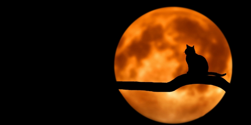 Halloween Una Maledizione Per I Gatti Neri