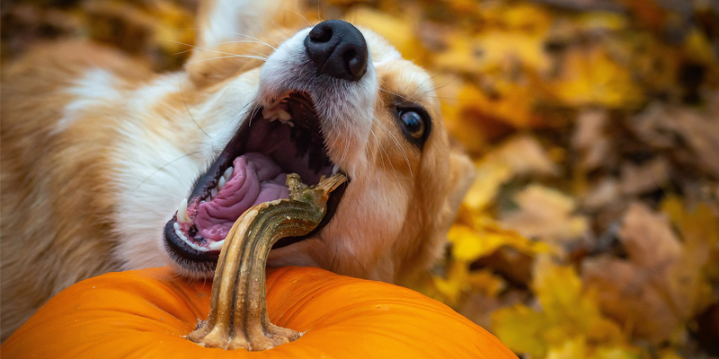 Il Cane Può Mangiare La Zucca