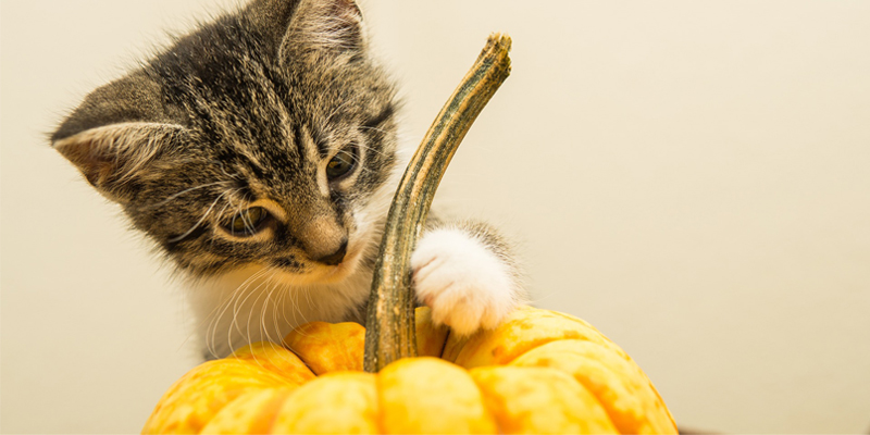Il Gatto Può Mangiare La Zucca?
