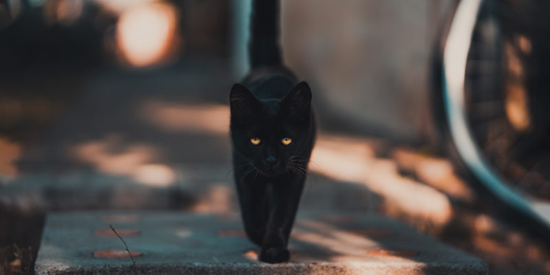 Gatto Nero E Halloween