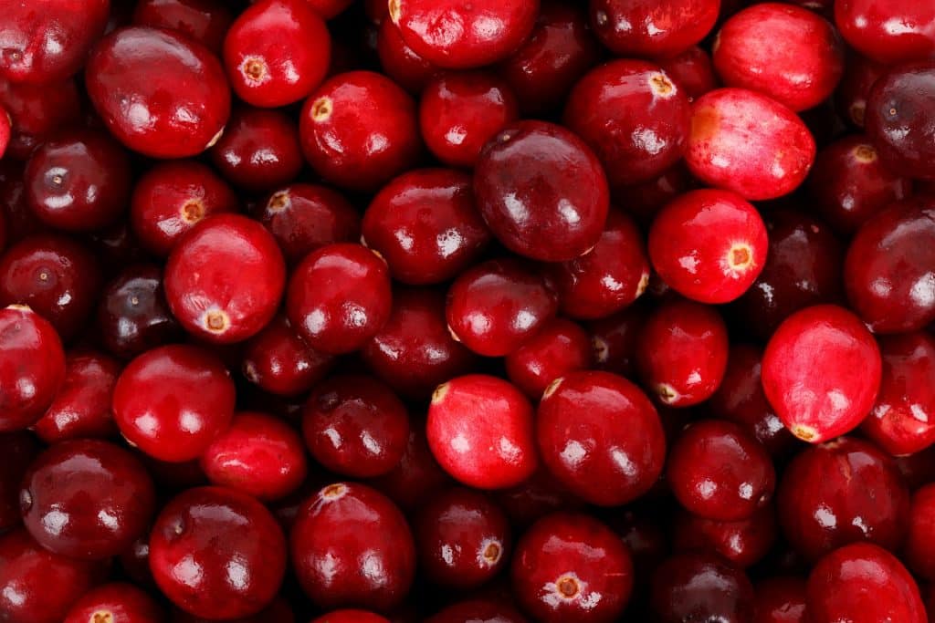 MIRTILLO ROSSO AMERICANO PER IL BENESSERE DELLE VIE URINARIE