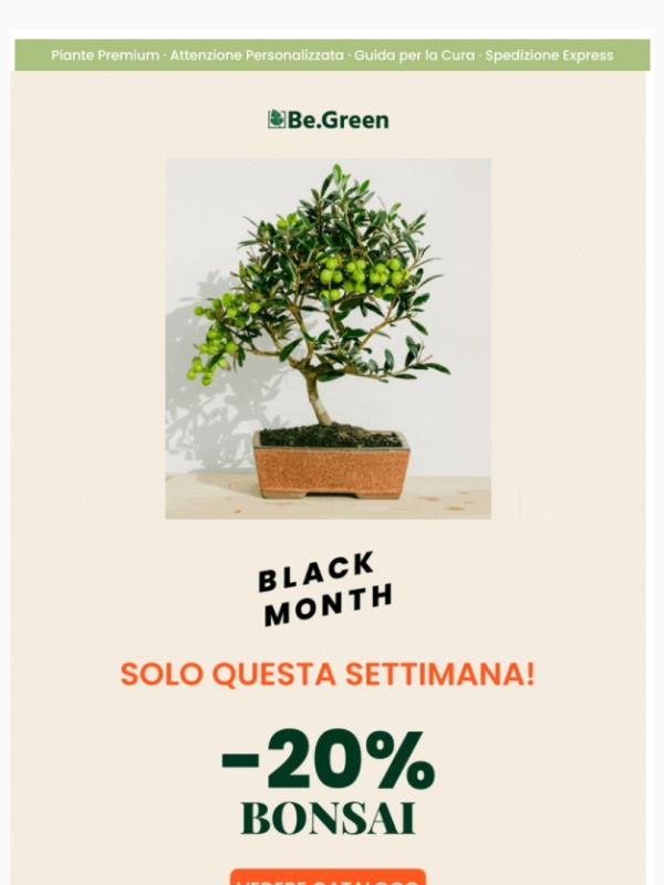 Black Month 🖤 🪴 -20% Bonsai