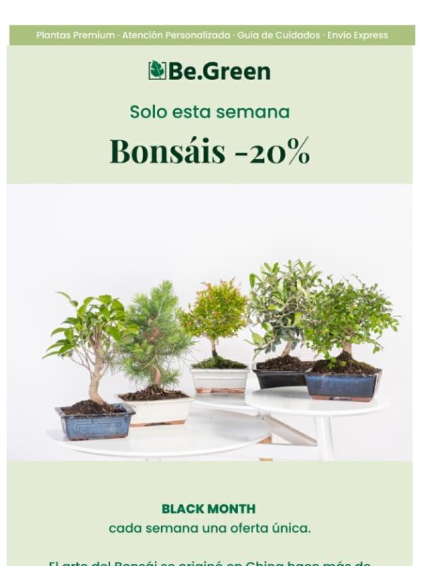 Bonsáis únicos al 20% de descuento 🌳