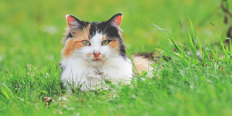 Gatto Tricolore Steso su Erba