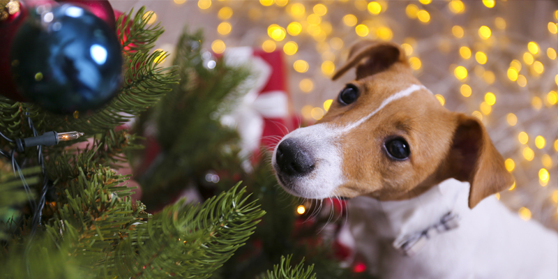 Cane Guarda Albero di Natale