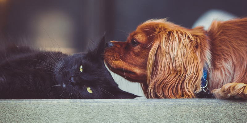 Cani E Gatti Fuochi D'Artificio