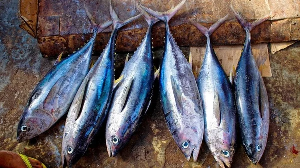 Tonnare Fao37: tredici generazioni di mare