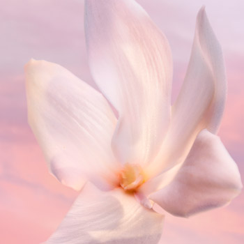 JASMINE