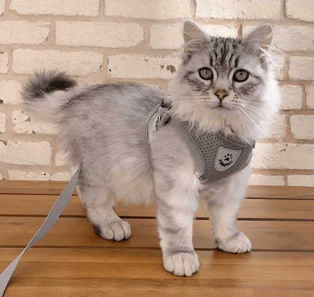 Pettorina Sicura Per Gatti