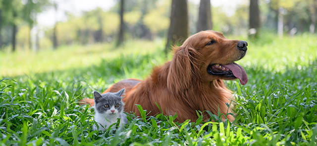cane e gatto su erba