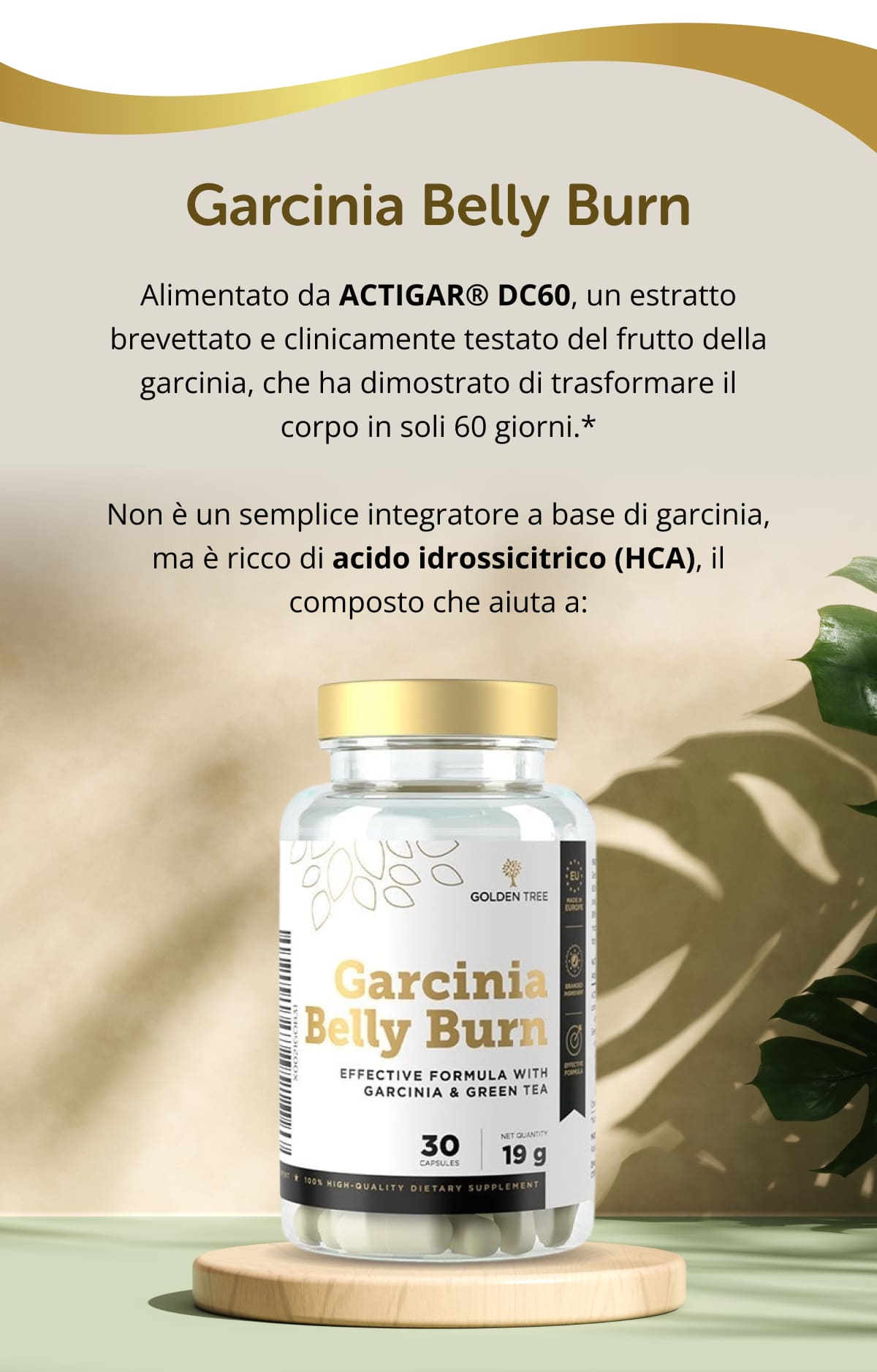 Garcinia Belly Burn  Alimentato da ACTIGAR® DC60, un estratto brevettato e clinicamente testato del frutto della garcinia, che ha dimostrato di trasformare il corpo in soli 60 giorni.* Non è un semplice integratore a base di garcinia, ma è ricco di acido idrossicitrico (HCA), il composto che aiuta a: