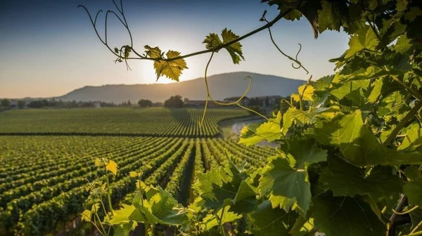 ✨ Luoghi incantati: La Valpolicella