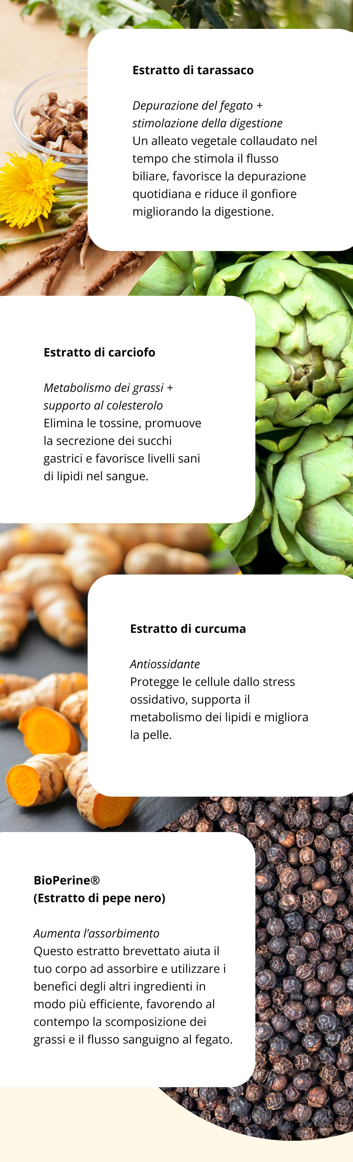 🌱 Estratto di tarassaco Depurazione del fegato + stimolazione della digestione Un alleato vegetale collaudato nel tempo che stimola il flusso biliare, favorisce la depurazione quotidiana e riduce il gonfiore migliorando la digestione. 🌿 Estratto di carciofo Metabolismo dei grassi + supporto al colesterolo Elimina le tossine, promuove la secrezione dei succhi gastrici e favorisce livelli sani di lipidi nel sangue. 🌟 Estratto di curcuma Antiossidante Protegge le cellule dallo stress ossidativo, supporta il metabolismo dei lipidi e migliora la pelle. 🔥 BioPerine® (Estratto di pepe nero) Aumenta l’assorbimento Questo estratto brevettato aiuta il tuo corpo ad assorbire e utilizzare i benefici degli altri ingredienti in modo più efficiente, favorendo al contempo la scomposizione dei grassi e il flusso sanguigno al fegato.