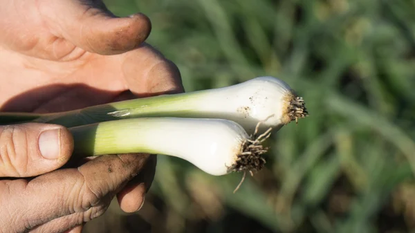 🫙 Storie di produttori: Cooperativa agricola Ruggiero dalla Campania