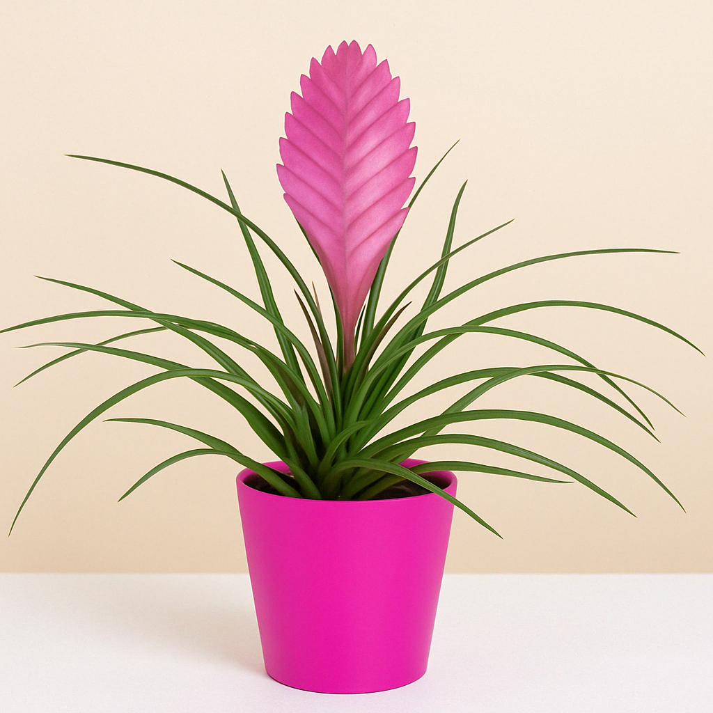 Plantas