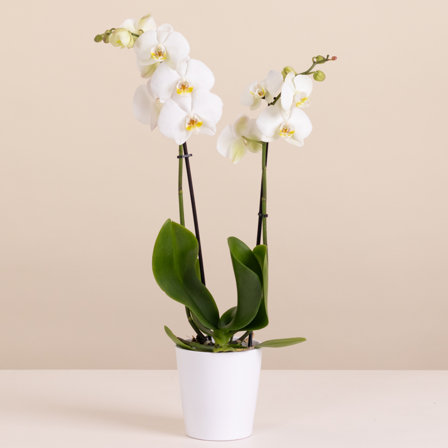 Conexão Floral