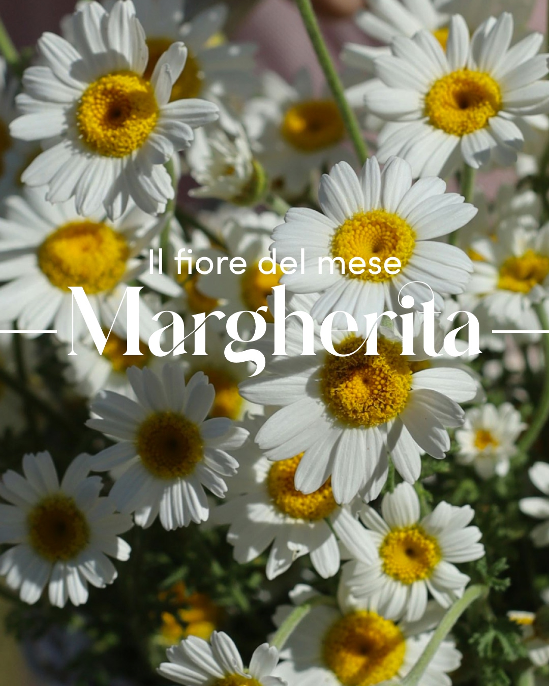 La margherita