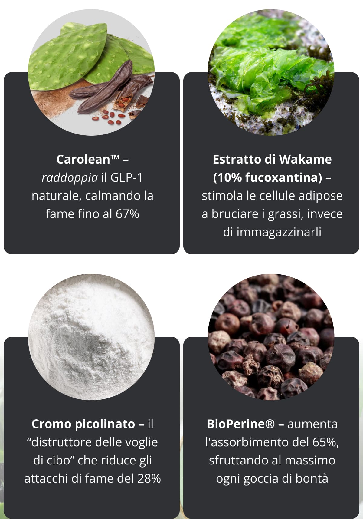 Carolean™ – raddoppia il GLP-1 naturale, calmando la fame fino al 67%   Estratto di Wakame (10% fucoxantina) –  stimola le cellule adipose a bruciare i grassi, invece di immagazzinarli   Cromo picolinato – il “distruttore delle voglie di cibo” che riduce gli attacchi di fame del 28%    BioPerine® – aumenta l'assorbimento del 65%, sfruttando al massimo ogni goccia di bontà 