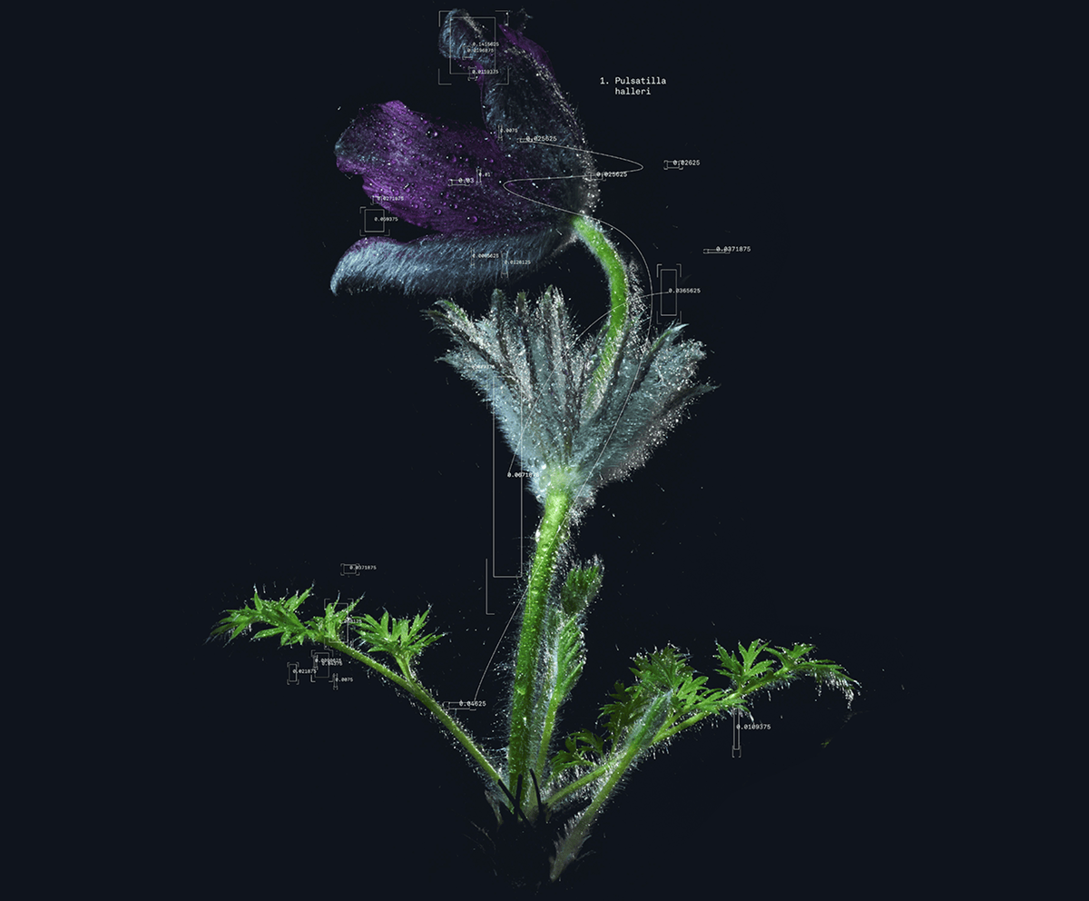 floraAlpina