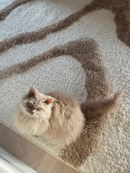Cat sitting on a rustic styled rug