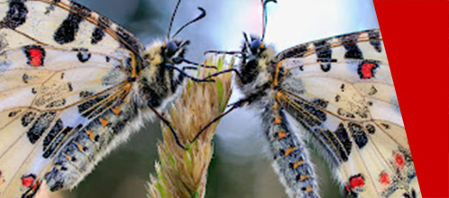 Due farfalle sullo stelo di una pianta