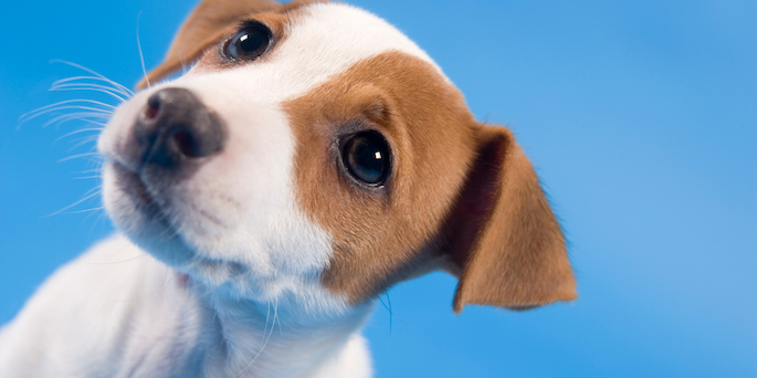 Cani e Omega-3