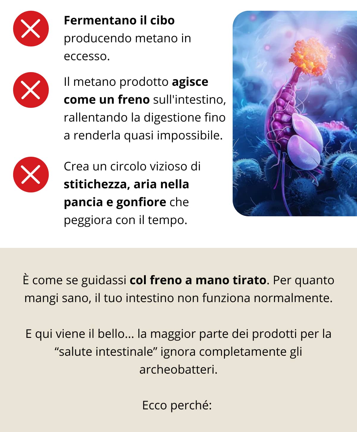 Fermentano il cibo producendo metano in eccesso.   Il metano prodotto agisce come un freno sull'intestino, rallentando la digestione fino a renderla quasi impossibile.   Crea un circolo vizioso di stitichezza, aria nella pancia e gonfiore che peggiora con il tempo. È come se guidassi col freno a mano tirato. Per quanto mangi sano, il tuo intestino non funziona normalmente. E qui viene il bello... la maggior parte dei prodotti per la “salute intestinale” ignora completamente gli archeobatteri. Ecco perché: