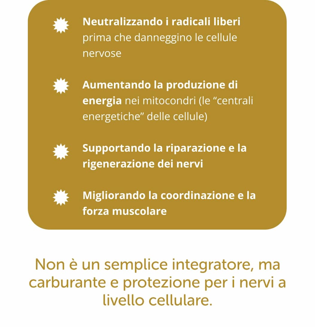 ✔ Neutralizzando i radicali liberi prima che danneggino le cellule nervose ✔ Aumentando la produzione di energia nei mitocondri (le “centrali energetiche” delle cellule) ✔ Supportando la riparazione e la rigenerazione dei nervi ✔ Migliorando la coordinazione e la forza muscolare Non è un semplice integratore, ma carburante e protezione per i nervi a livello cellulare.