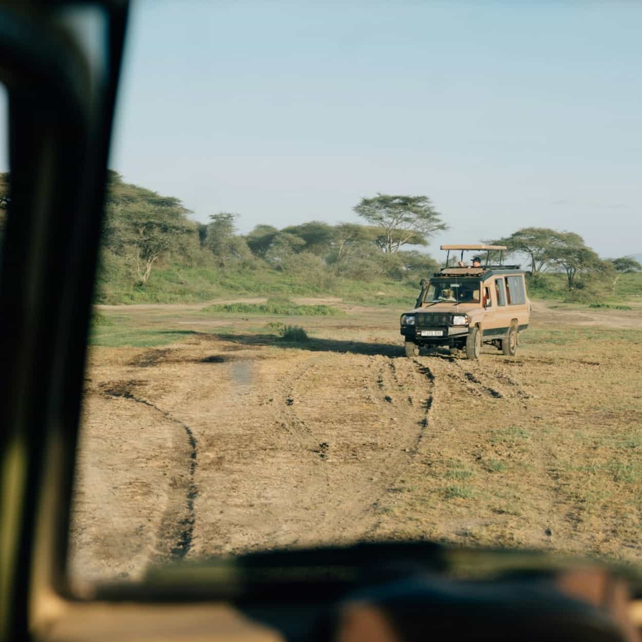 safari