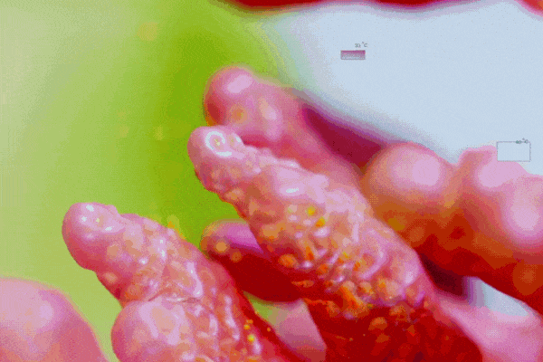 alt="Animazione GIF futuristica di strutture microscopiche e particelle incandescenti, che simboleggia la scoperta e lo sviluppo guidati dall'intelligenza artificiale di integratori di nuova generazione.»