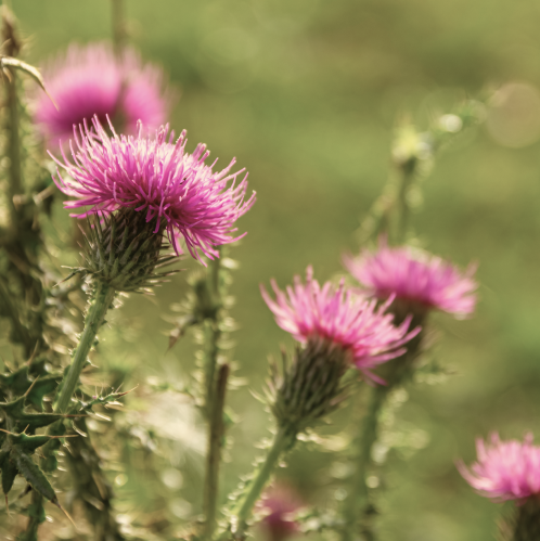 alt="Immagine ravvicinata di fiori di cardo violacei rosati in un campo verde»